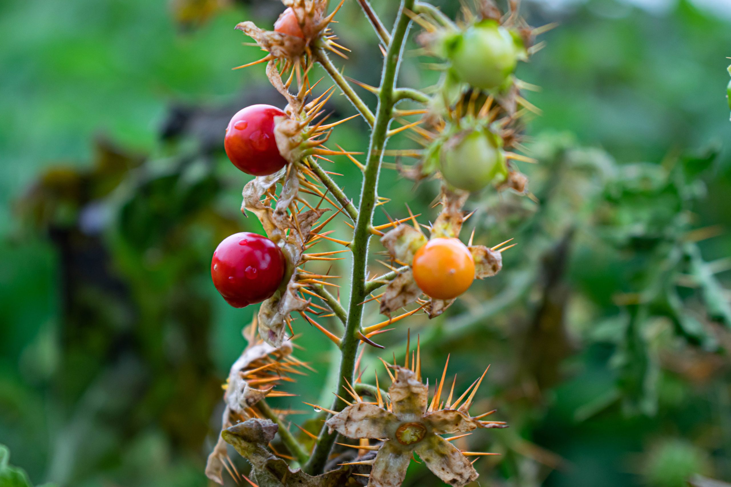 How to Unstuck From Spiky Plants