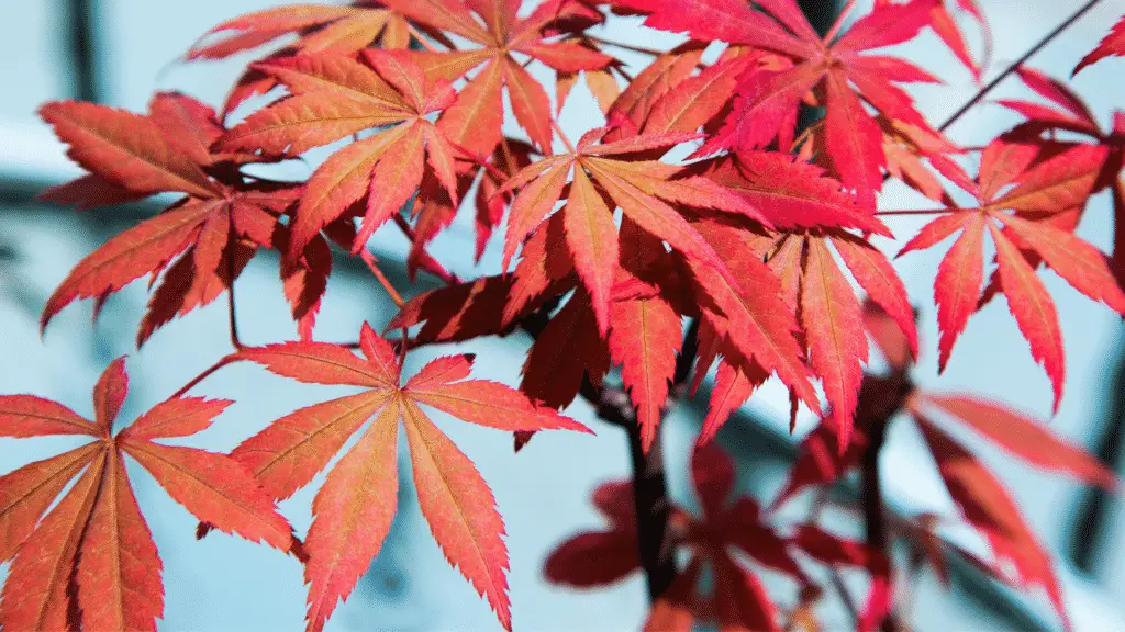 How to Use Ericaceous Compost on Acer Trees.png