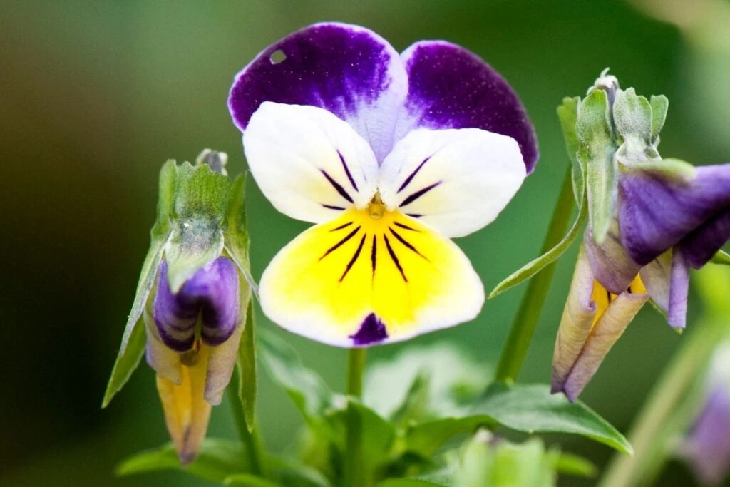 Humidity and Temperature for the Pansies