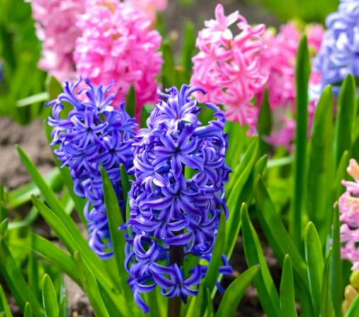 Hyacinth