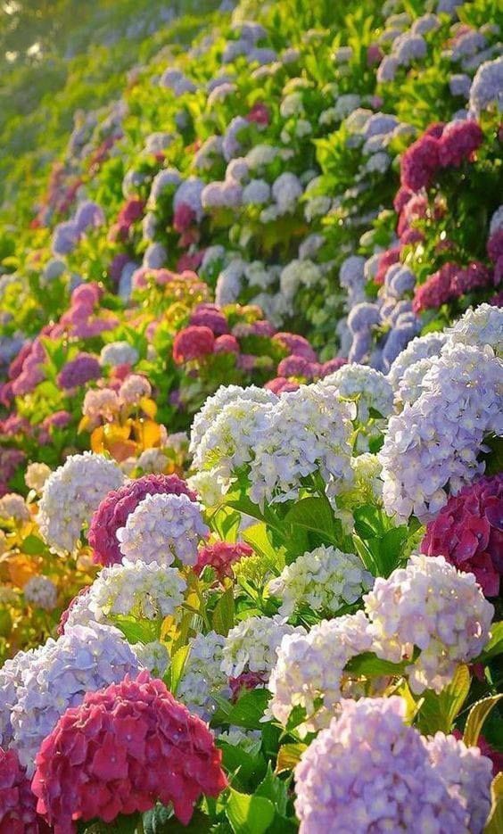 Hydrangea