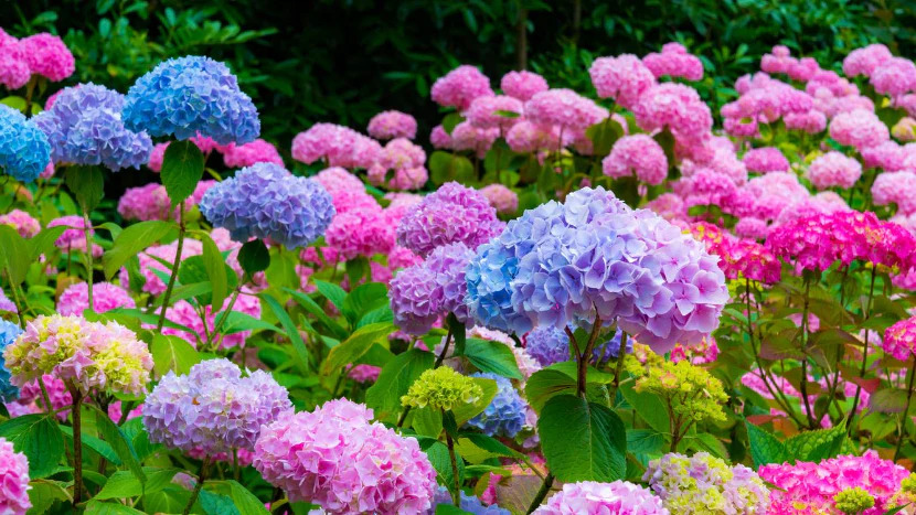 Hydrangea Varieties For Your Garden