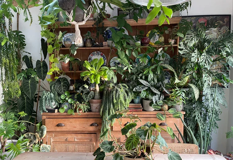 Elevate your student room with our indoor plant styling guide. Transform your space into a vibrant green oasis today! Read on thearches.co.uk now.