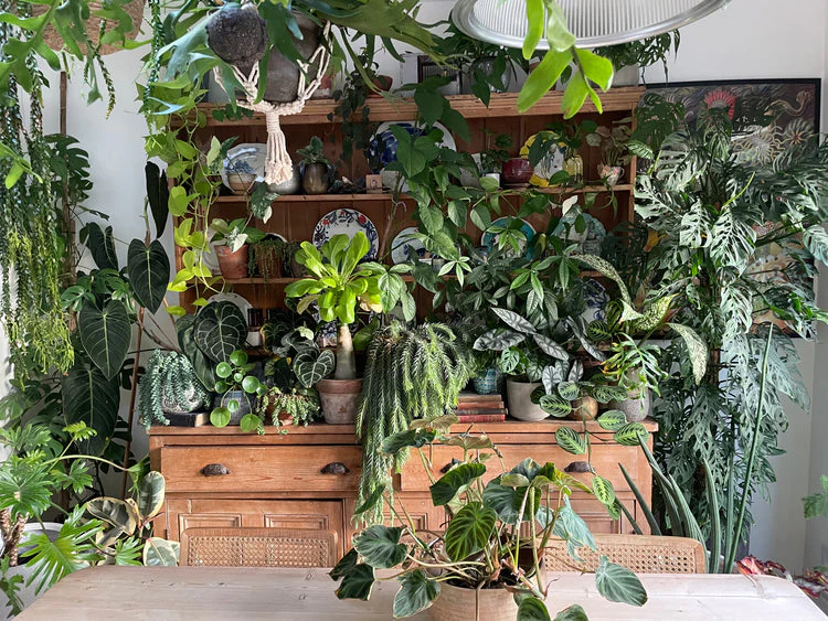 Elevate your student room with our indoor plant styling guide. Transform your space into a vibrant green oasis today! Read on thearches.co.uk now.