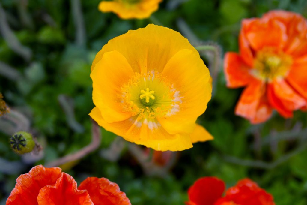 Iceland Poppy (Papaver Nudicaule)