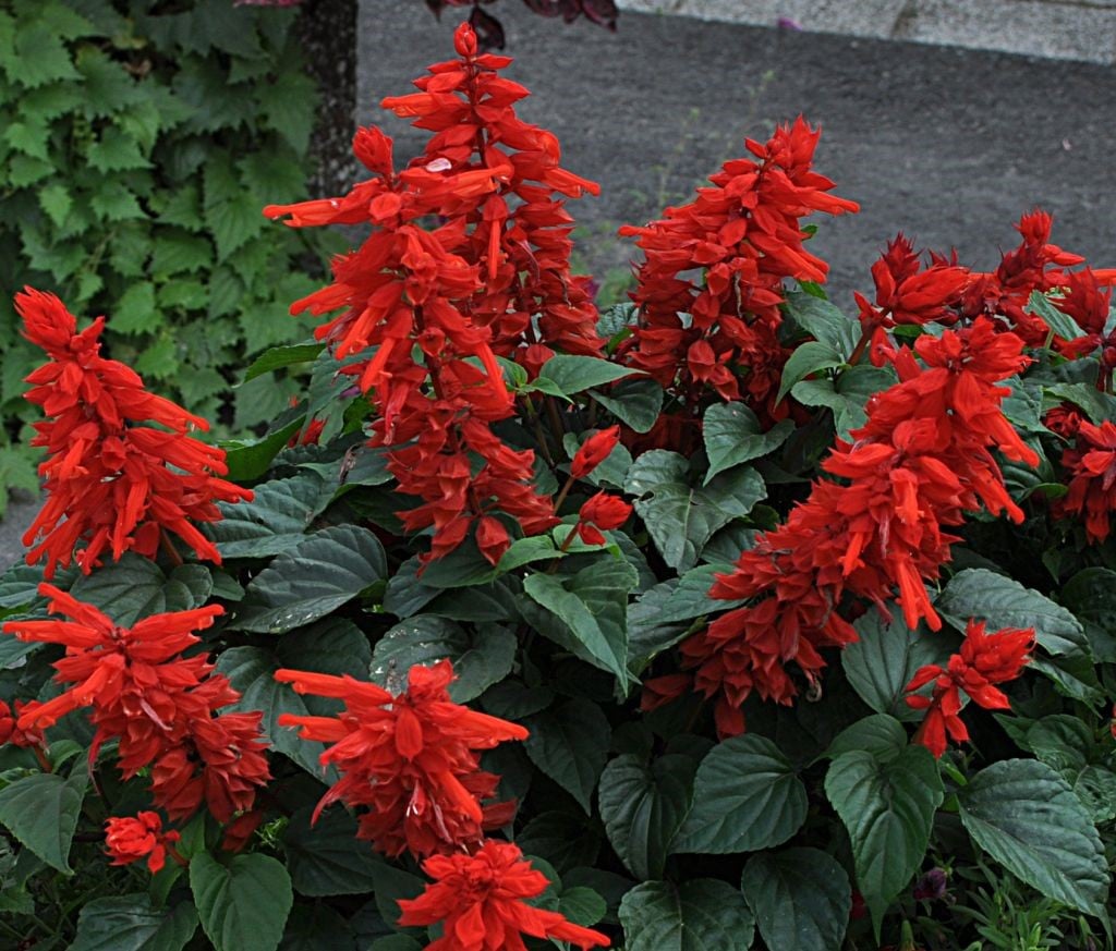 Ideal Conditions to Make Salvias Grow