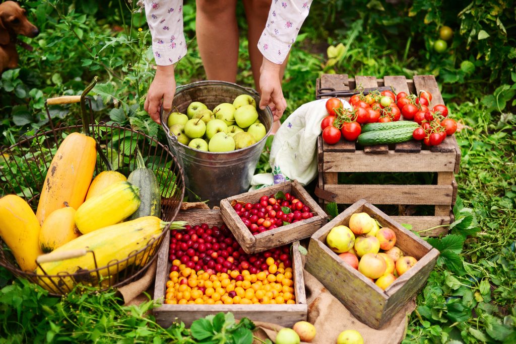 Incredible Patio Fruit Trees & Plants