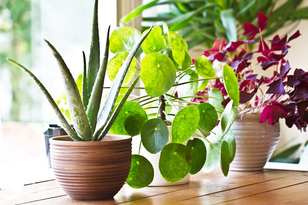 House plant display beside window. Indoor plants display