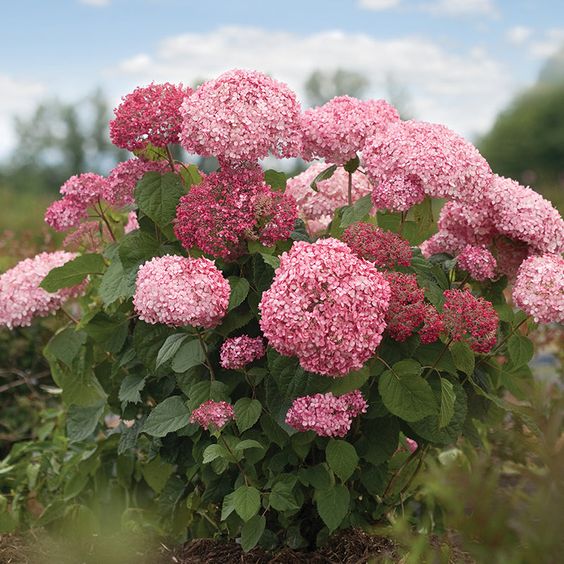 Invincibelle Spirit Hydrangea