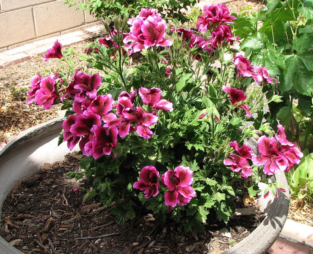 Ivy Geraniums