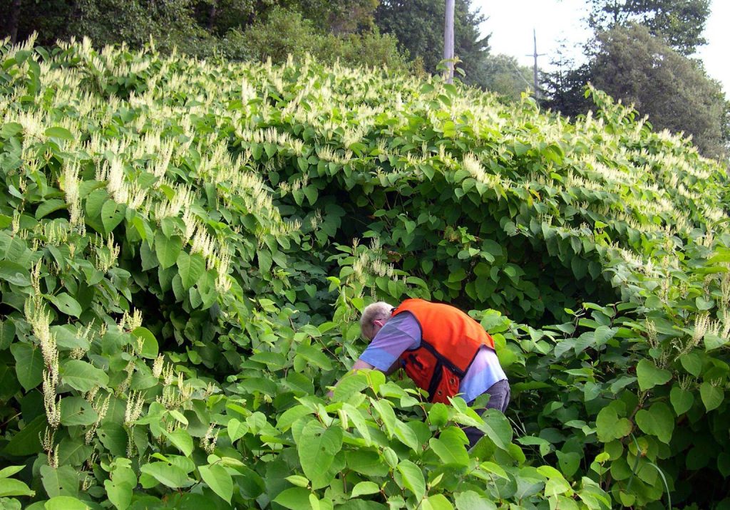 What Is Knotweed