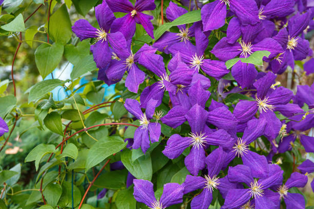 Jackmanii Clematis