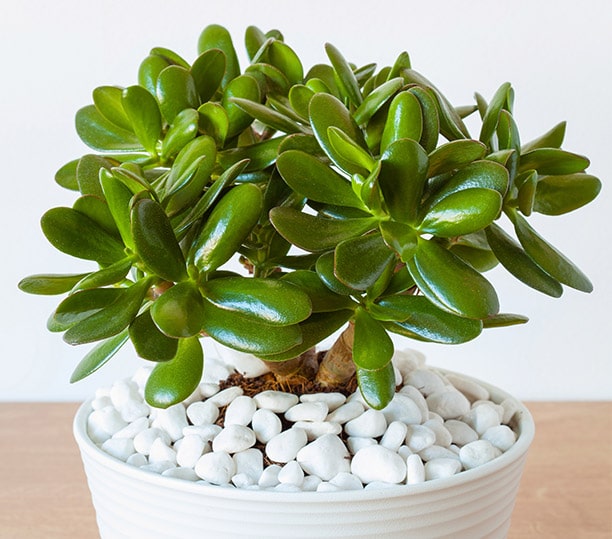 Jade Plant