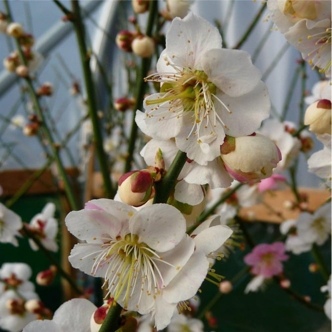 Japanese Apricot