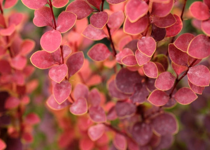 Japanese Barberry