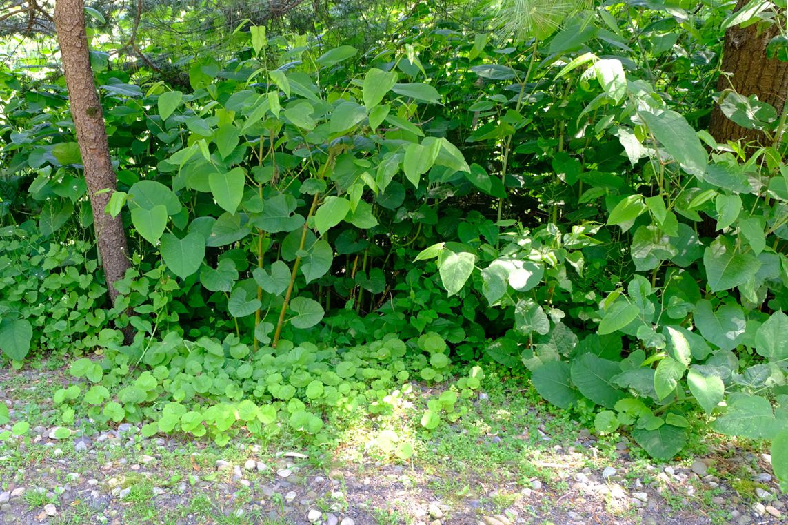 Japanese Knotweed UK Map & Postcode Search