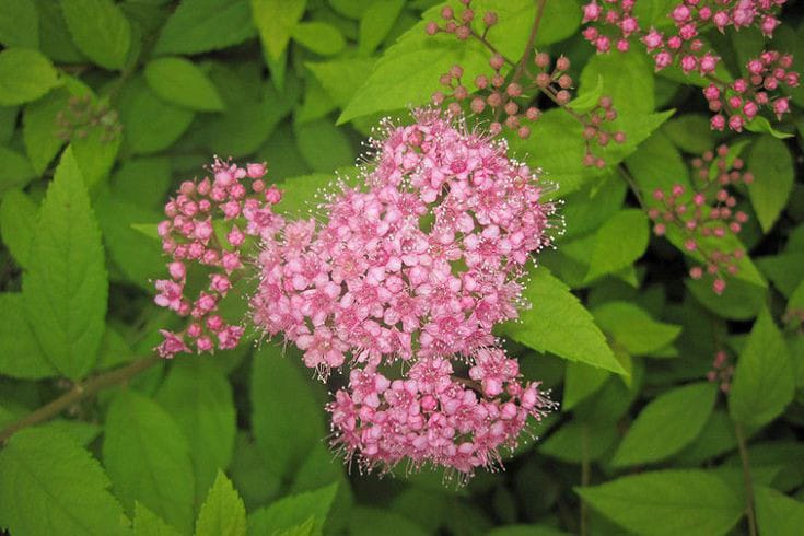 Japanese Spirea