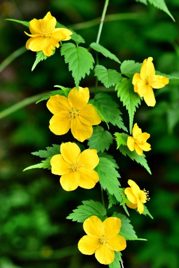 Kerria Japonica / Japanese Rose