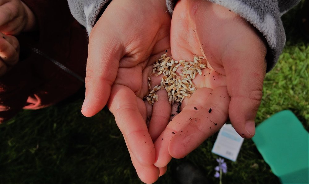 Know When to Sow Cornflower Seeds