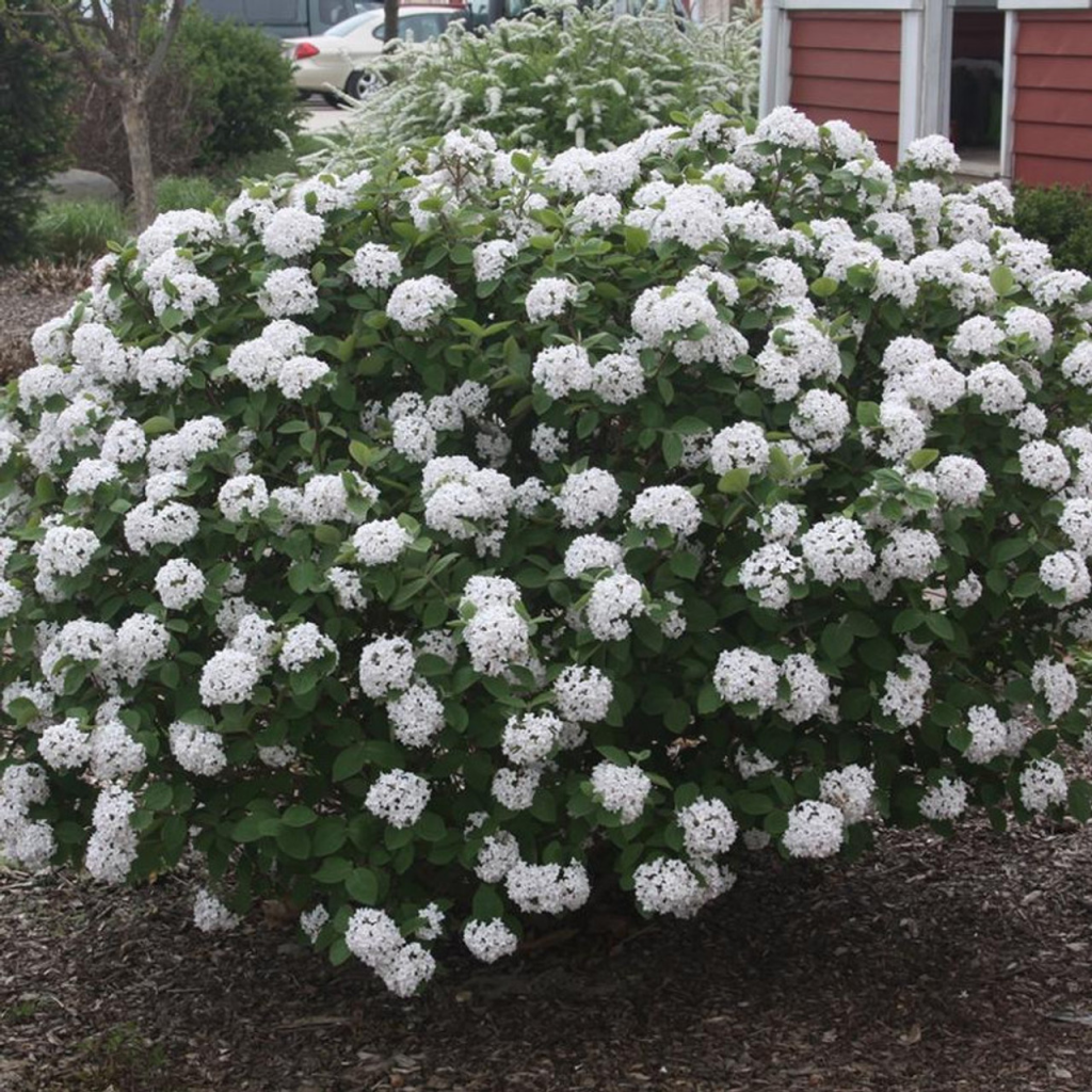 Korean Spice Viburnum