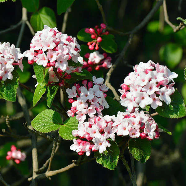 Korean Spice Viburnum