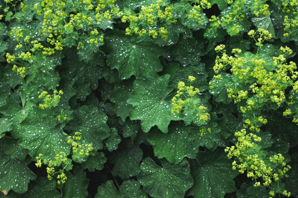 Lady's Mantle