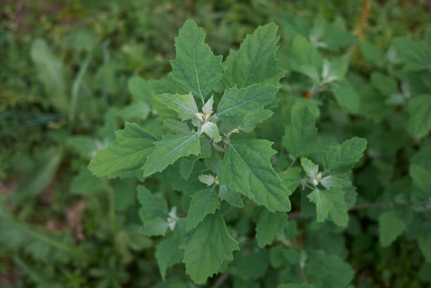 Lambsquarters