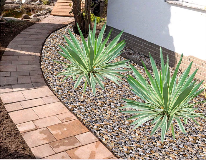 The Ultimate Yucca Plant Care Guide: From Planting to Pruning - The Arches