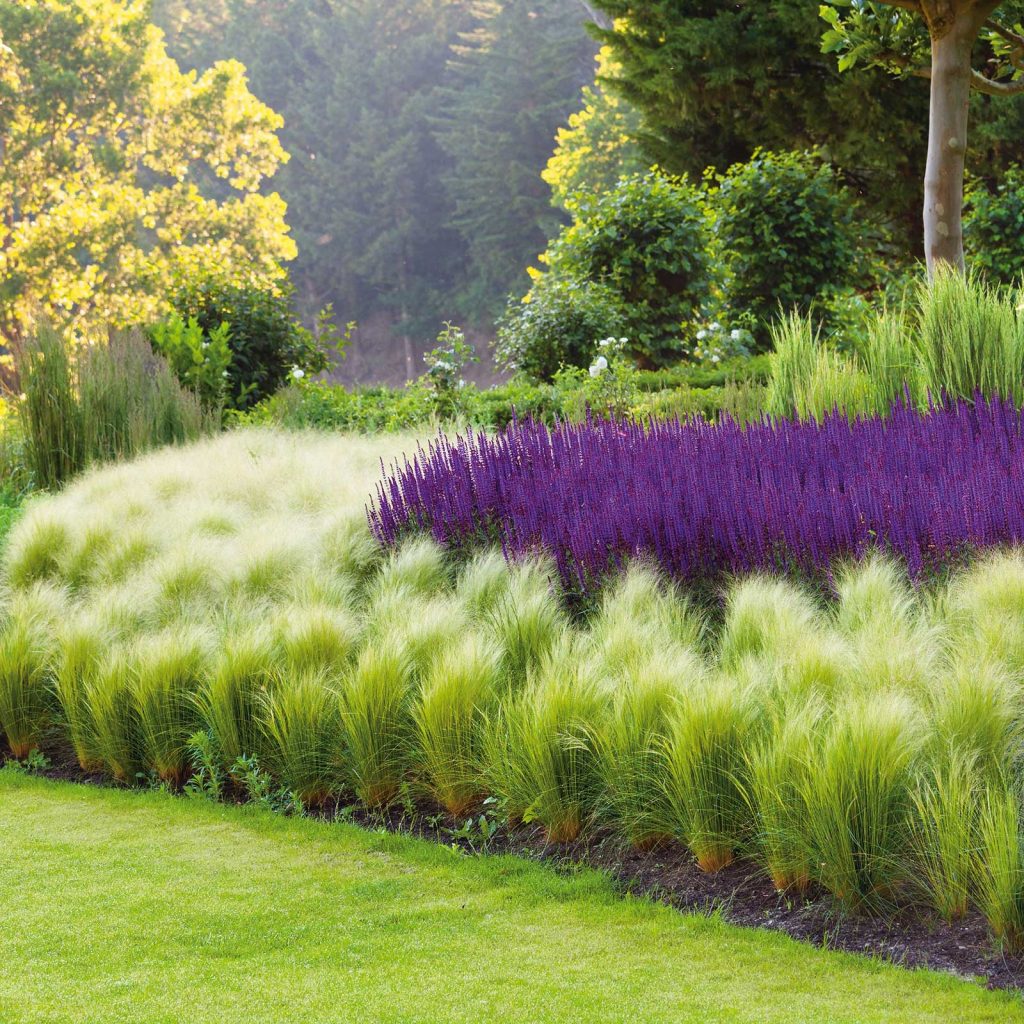 How To Properly Grow and Nurture Mexican Feather Grass TheArches