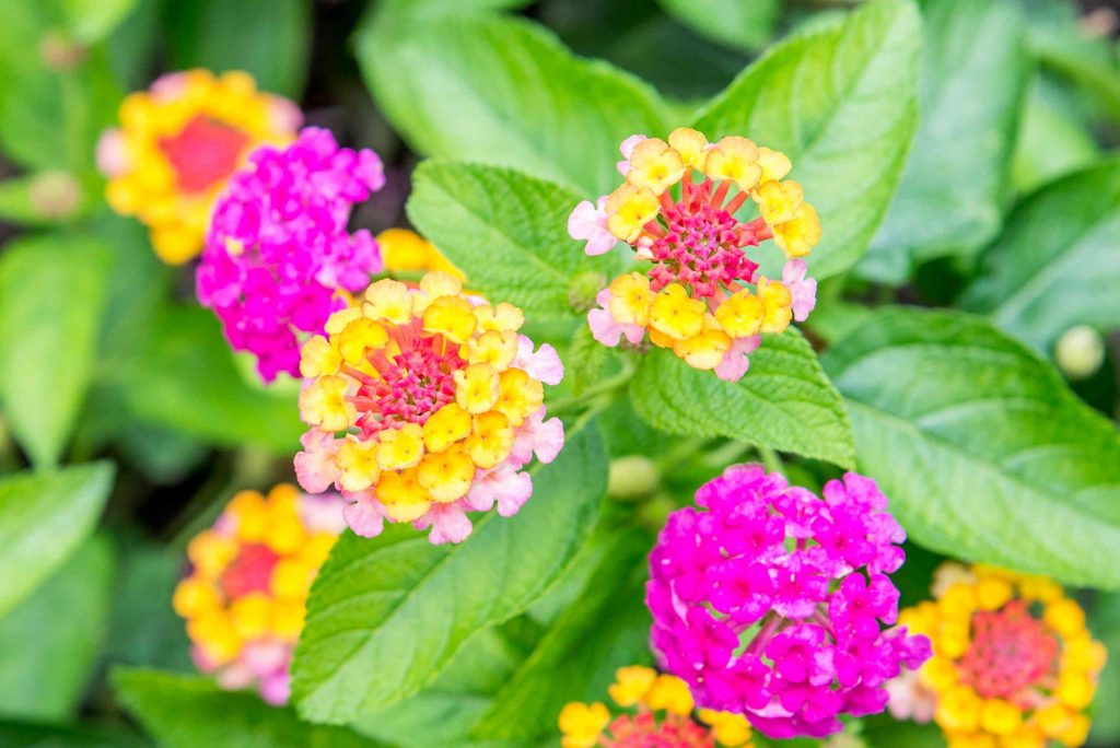 Lantana.