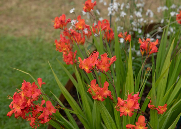 Late Lucifer (Crocosmia)