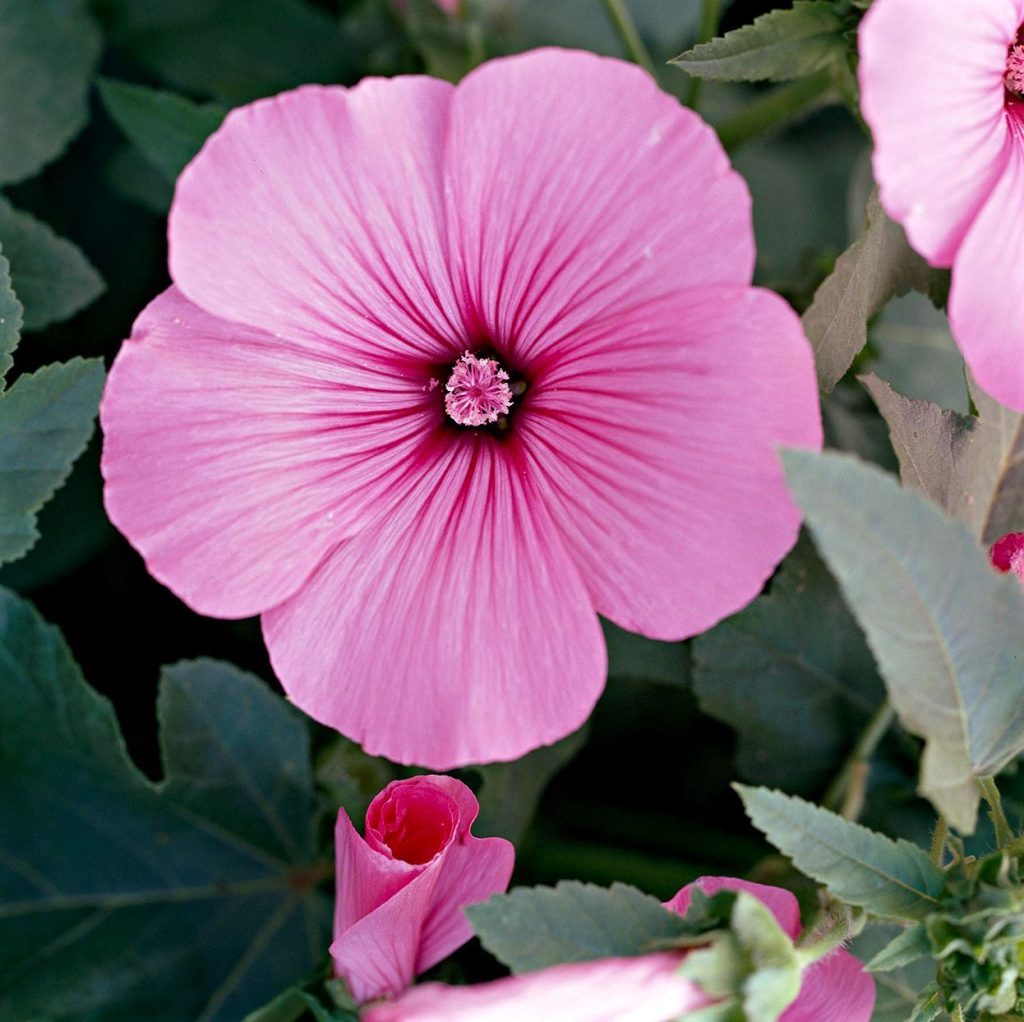 What Can I Plant Next to Lavatera: Explore the Companionship