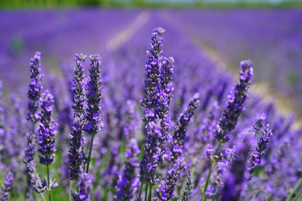 Lavender (1)