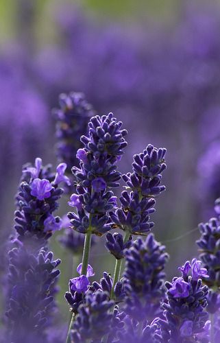 Lavender