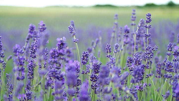 Lavender.