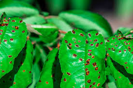 Leaf Spot