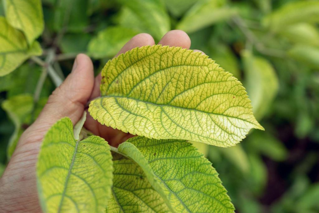 Leaves Become Dry and Yellowish