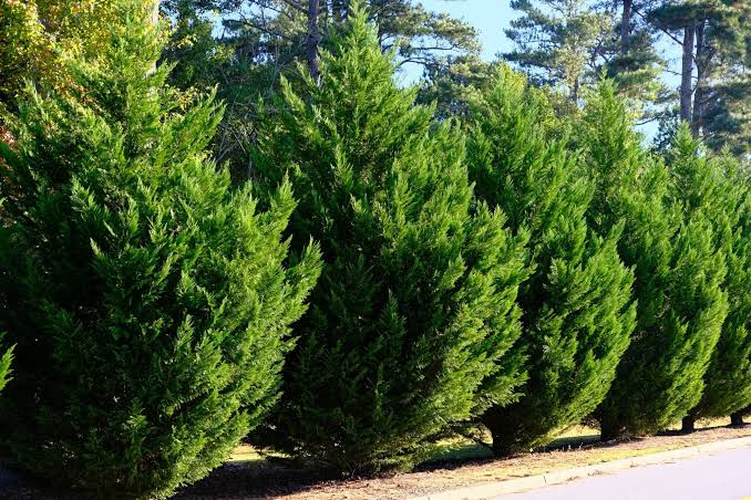 Leyland Cypress