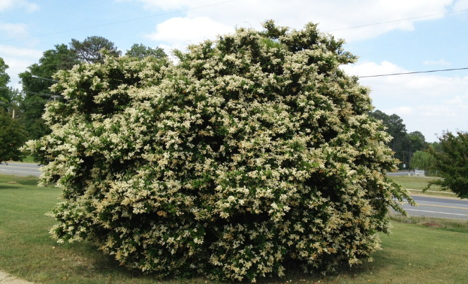 Ligustrum Japonicum (Japanese Privet)