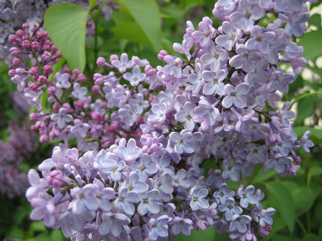 Lilac