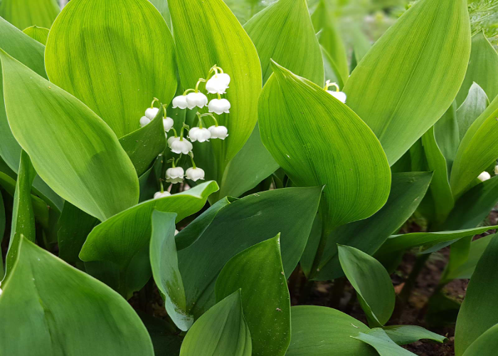 Lily of The Valley