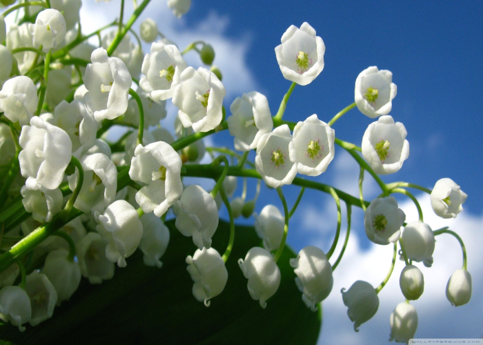 Lily of the Valley