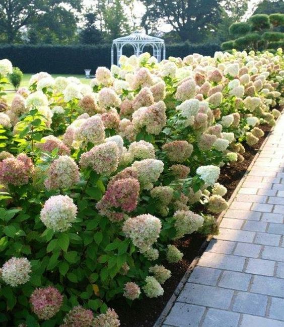 Limelight Hydrangea