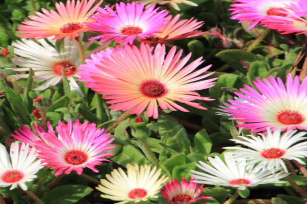 Livingstone Daisy (1)