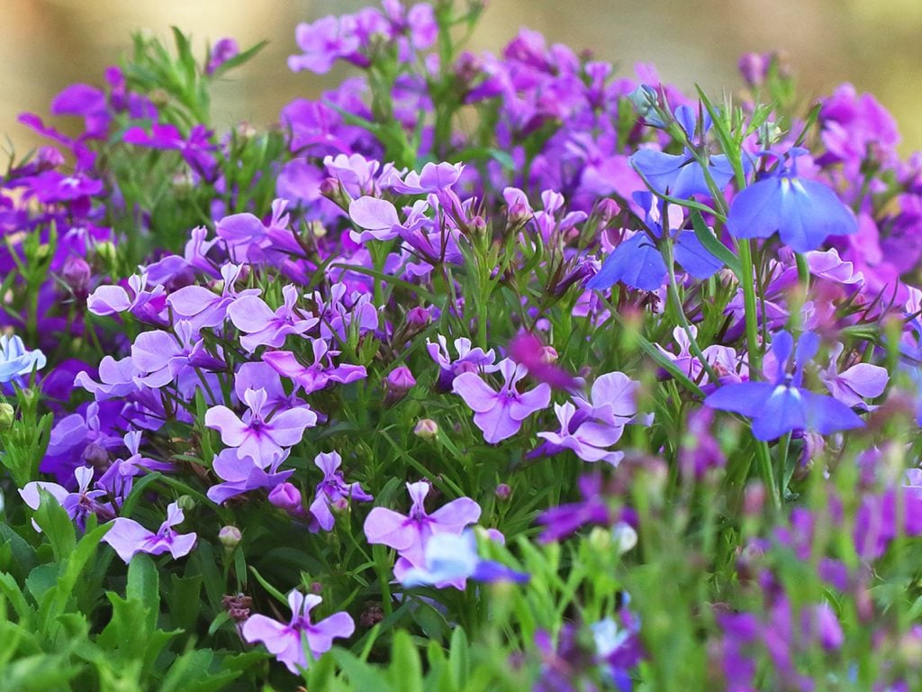 Lobelia