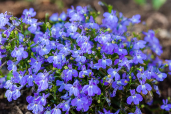 Lobelia (1)