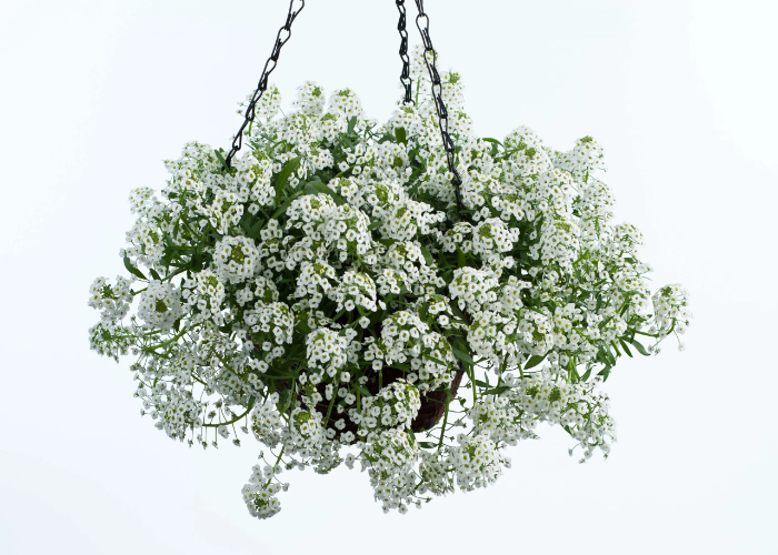 Sweet Alyssum