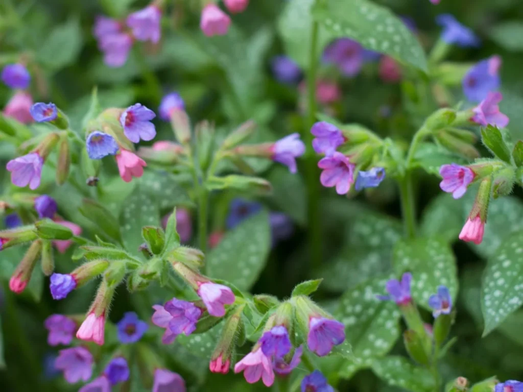 Lungwort