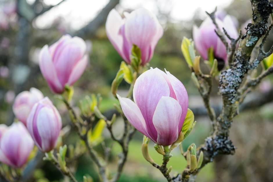 Magnolias