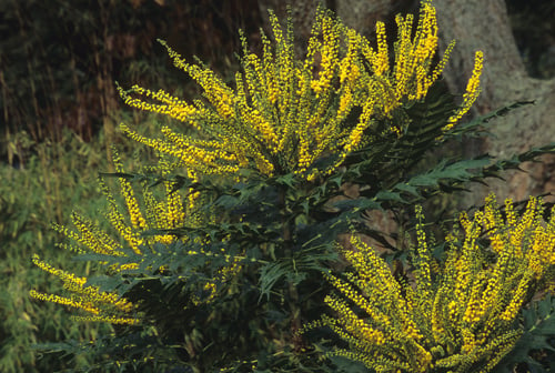 Learn How and When To Prune Mahonia - TheArches